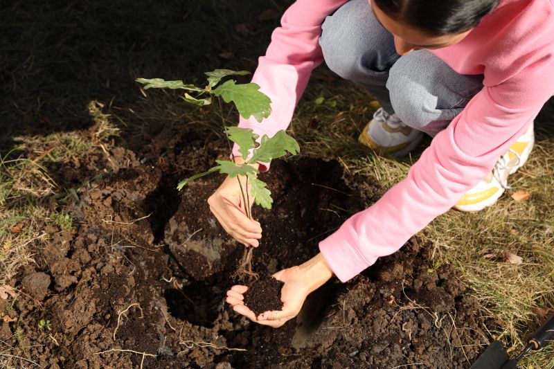 Dogwood Tree Planting