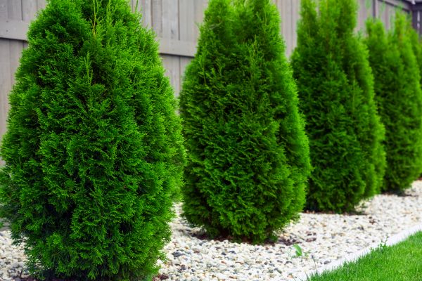Arborvitae Planting in Bellingham