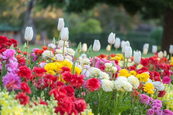 Gardening Service in Bellingham