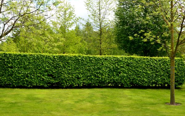 Hedge Planting in Bellingham