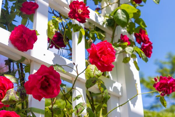 Home Gardening Service in Bellingham