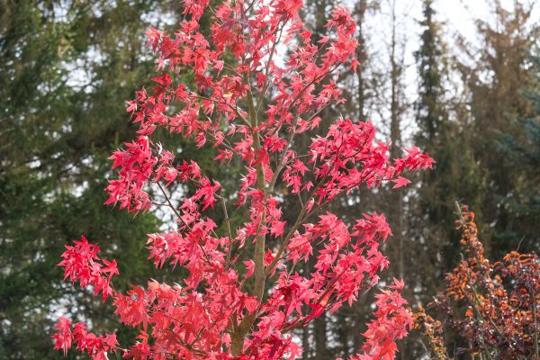 Japanese Maple Planting in Bellingham