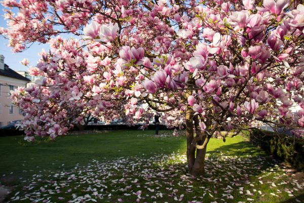 Magnolia Tree Planting in Bellingham