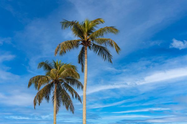 Palm Tree Planting in Bellingham