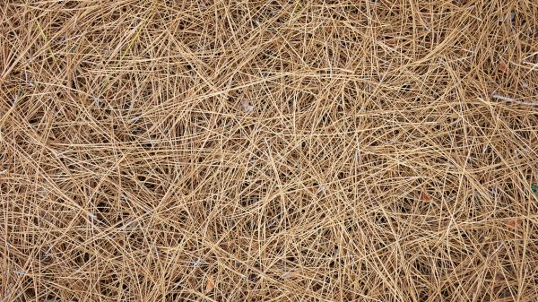 Pine Needles Delivery in Bellingham