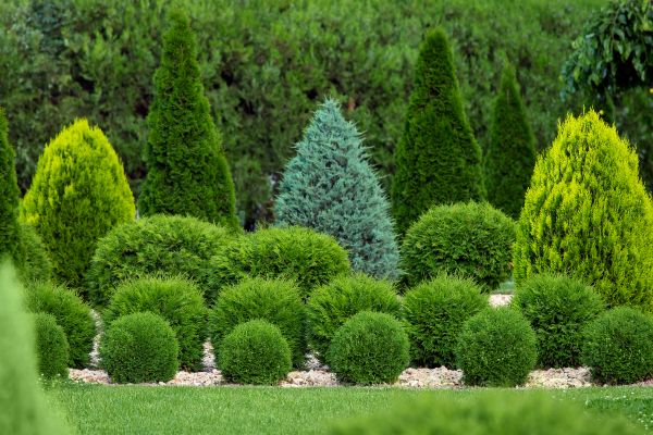 Shrub Replacement in Bellingham