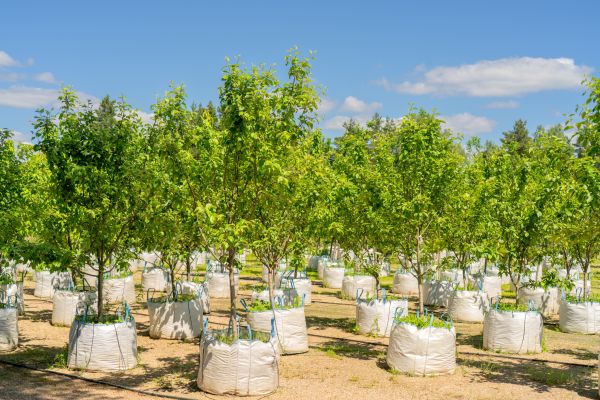 Tree Planting Service in Bellingham
