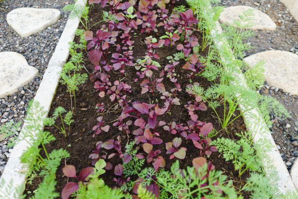 Edging Installation in Bellingham