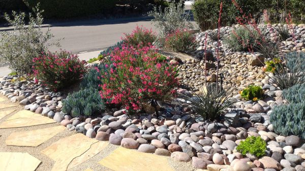 Xeriscape Landscaping in Bellingham
