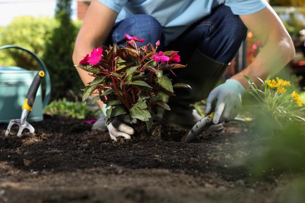 Plant Installation in Bellingham