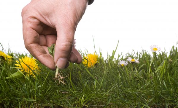 Lawn Weeding in Bellingham