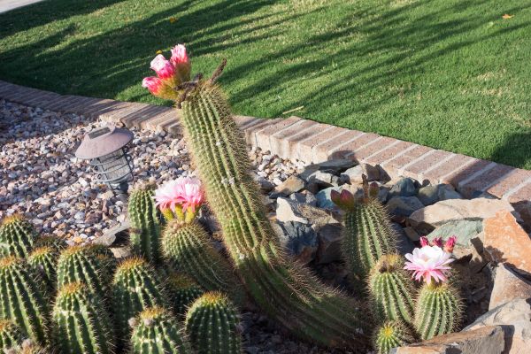 Desert Landscaping in Bellingham