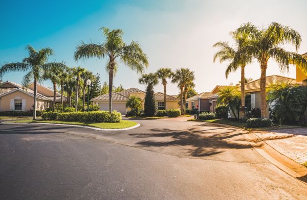 Palm Tree Landscaping in Bellingham