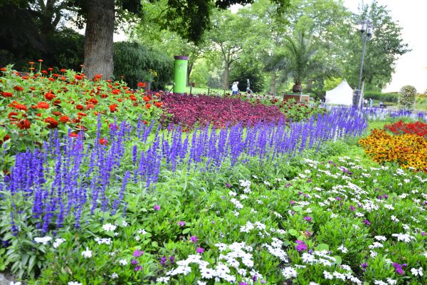 Perennials Planting in Bellingham
