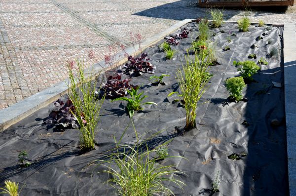 Landscape Fabric Installation in Bellingham