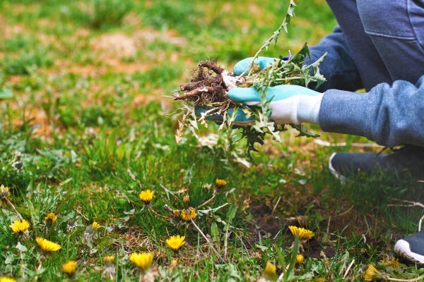 Flower Bed Clearing in Bellingham