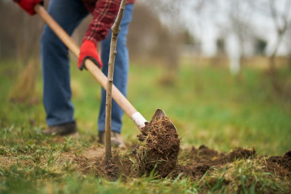 Trees Planting in Bellingham
