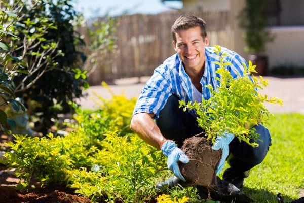 Shrub Landscaping in Bellingham