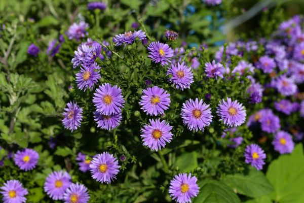 Perennial Flower Planting in Bellingham