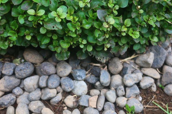 River Stone Installation in Bellingham