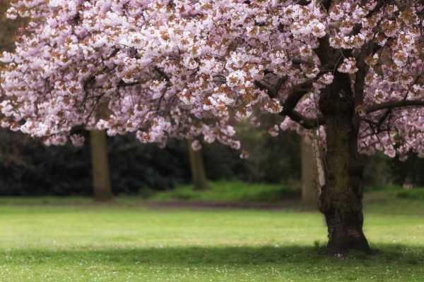 Cherry Tree Planting in Bellingham