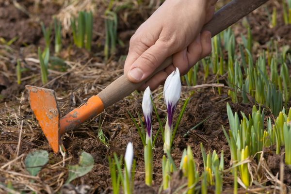 Flower Garden Weeding in Bellingham