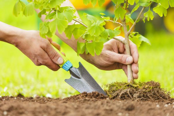 Fruit Tree Planting in Bellingham