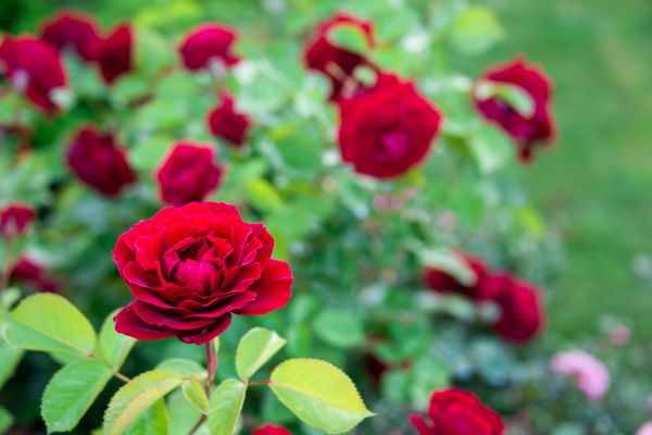 Rose Planting in Bellingham