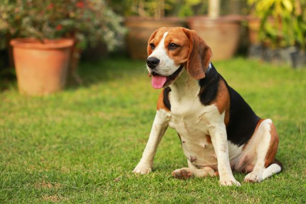 Dog Friendly Landscaping in Bellingham