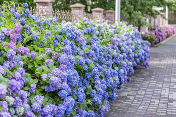 Hydrangea Landscaping in Bellingham