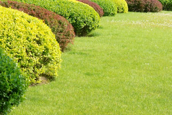 Shrubbery Planting in Bellingham