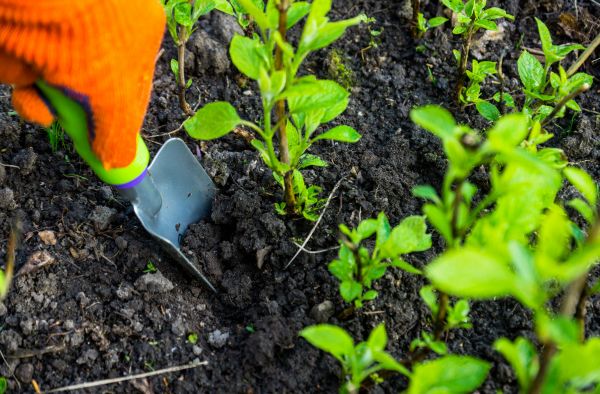 Hydrangea Planting in Bellingham