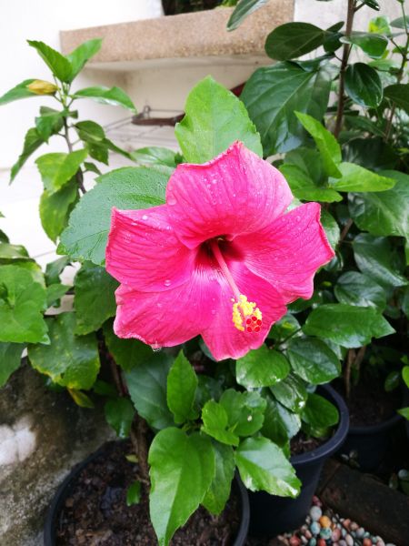 Hibiscus Planting in Bellingham