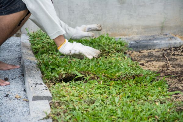 Ground Cover Planting in Bellingham