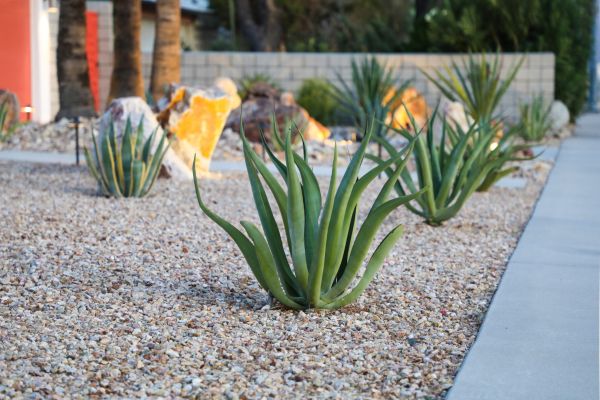 Drought Resistant Landscaping in Bellingham