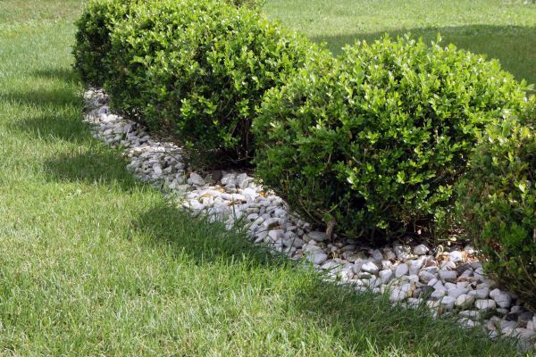 Boxwood Planting in Bellingham