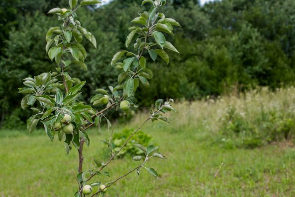 Apple Tree Planting in Bellingham